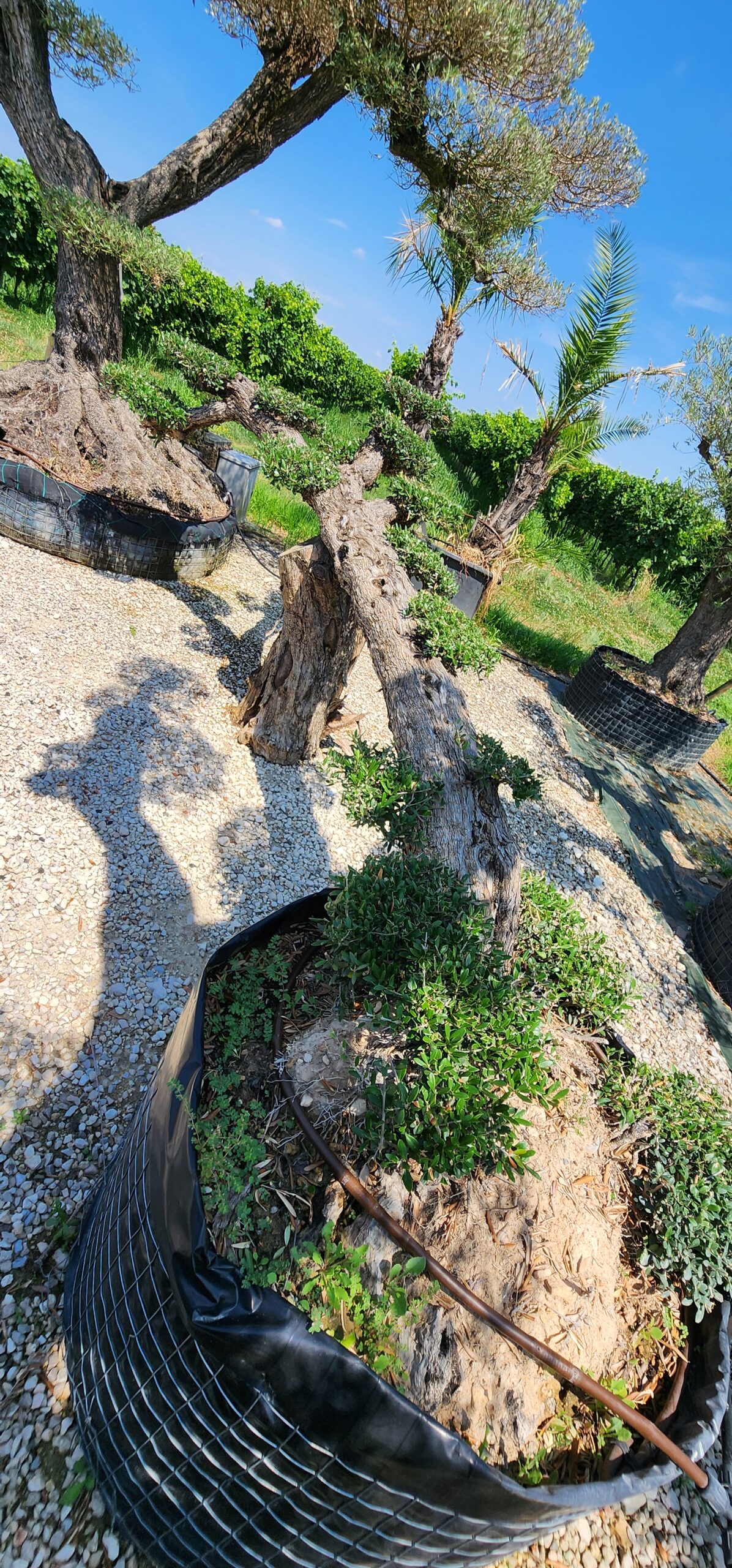 Pianta