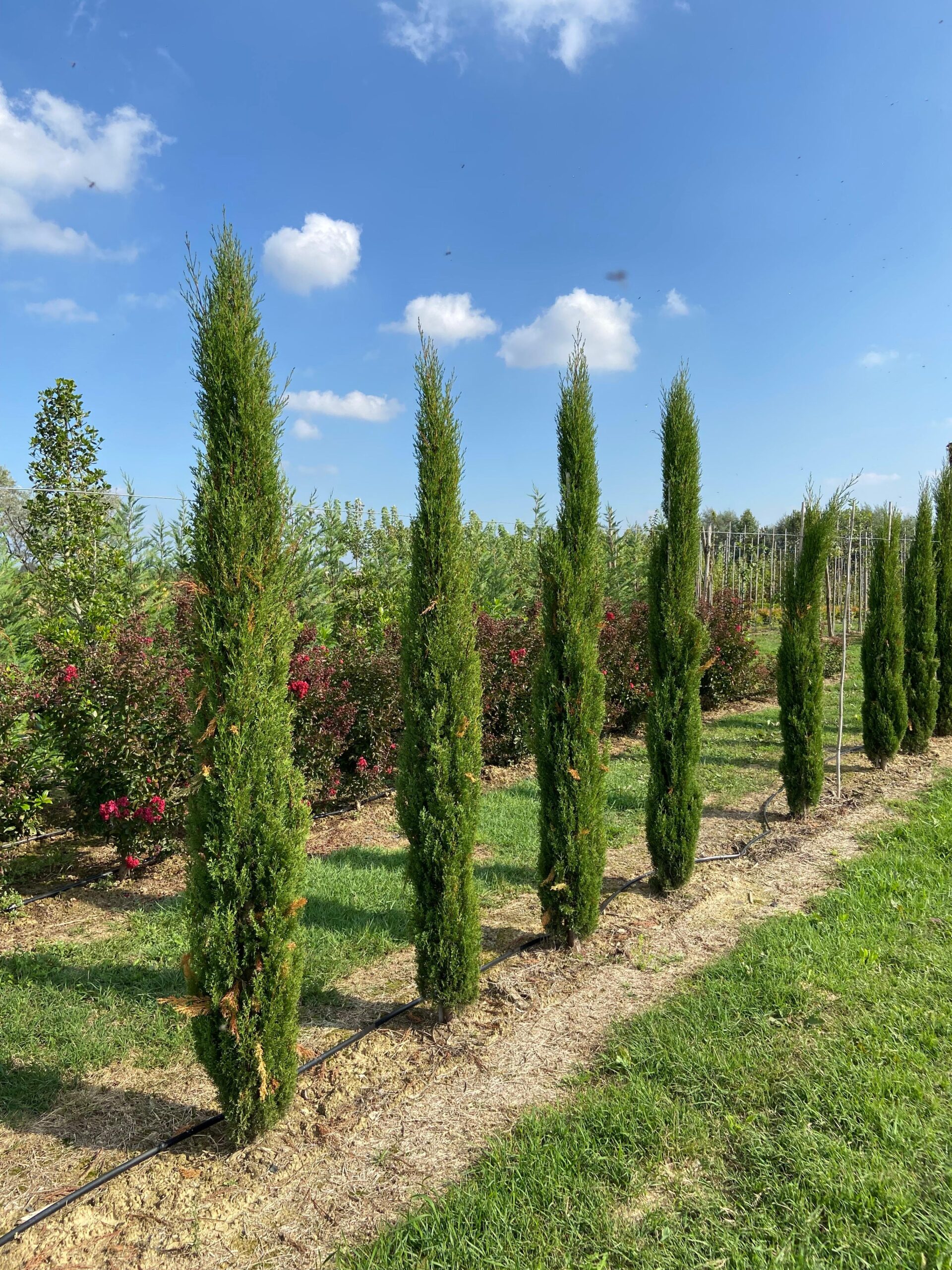 Vivai Rocco vivaio e giardini Longare Vicenza