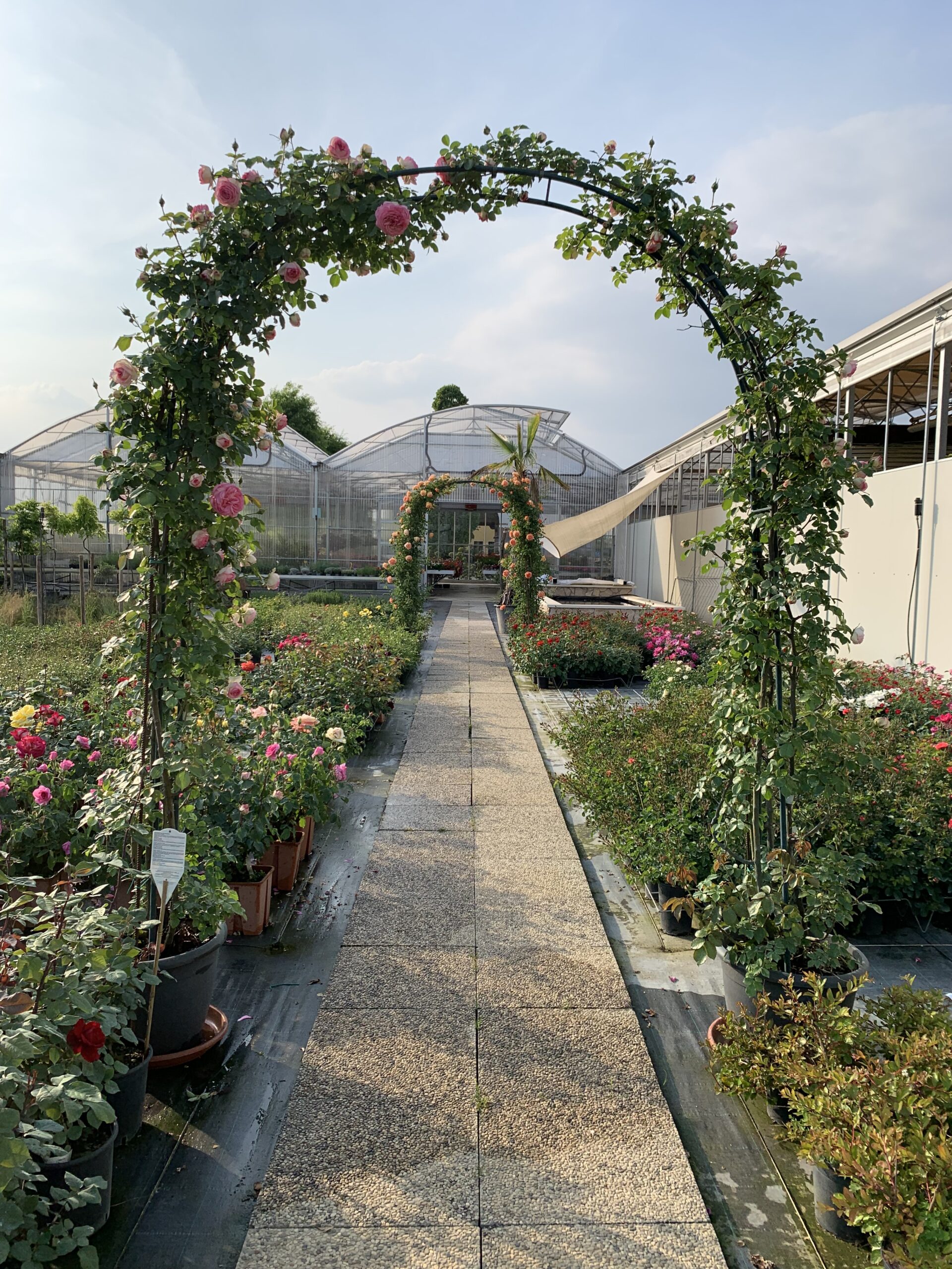 Vivai Rocco vivaio e giardini Longare Vicenza