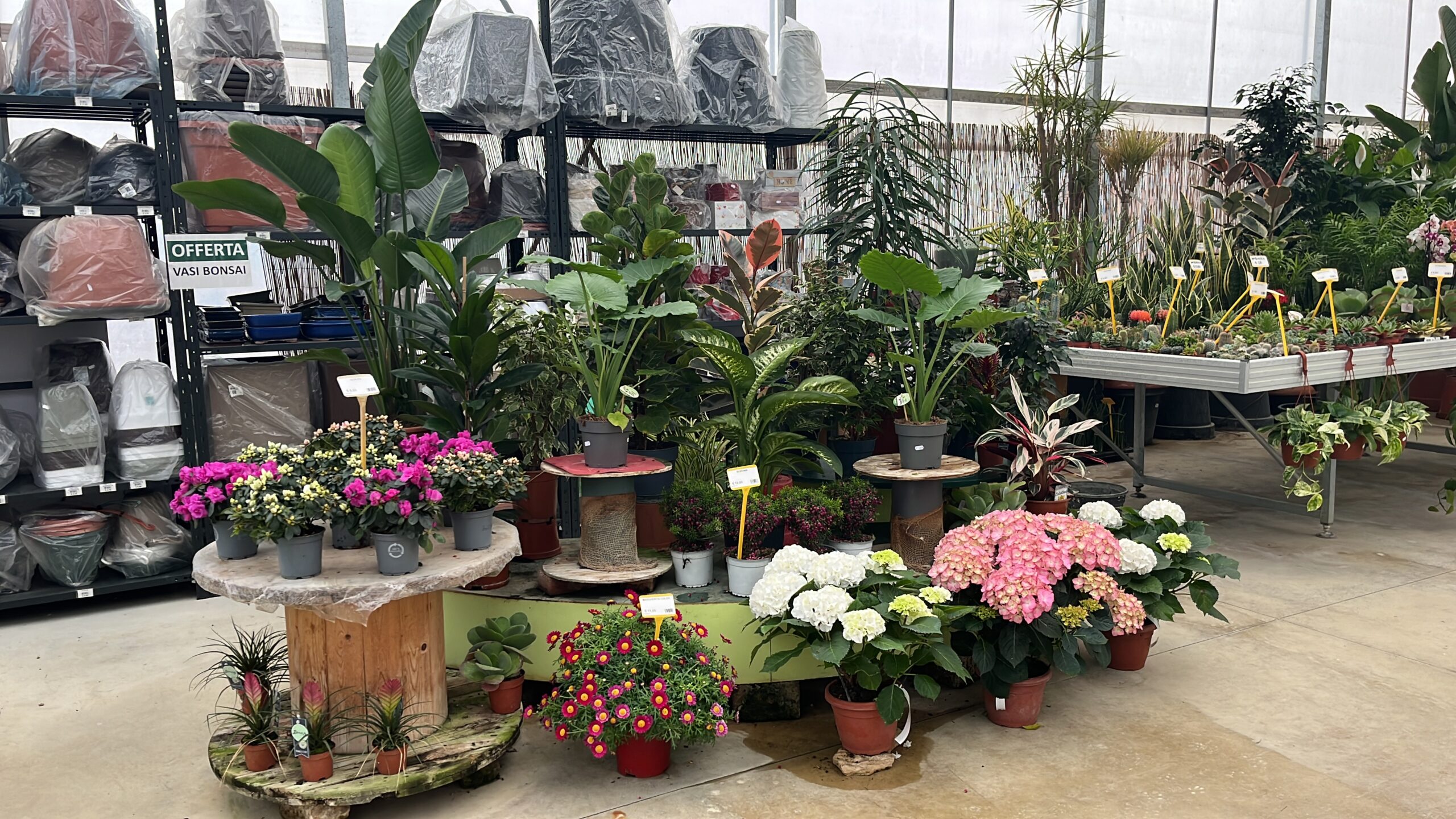 Vivai Rocco vivaio e giardini Longare Vicenza
