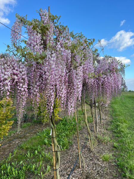 Vivai Rocco vivaio e giardini Longare Vicenza